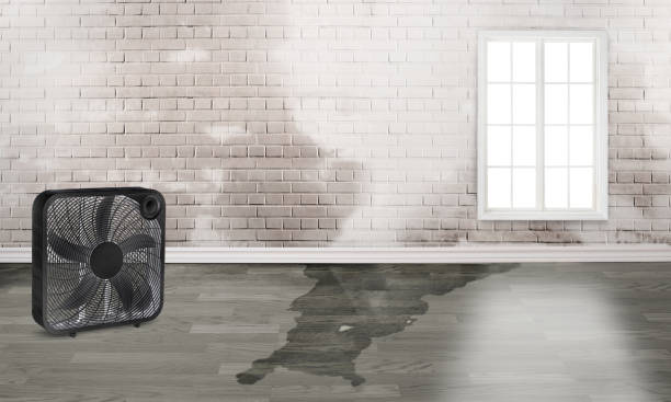 Best Carpet water damage restoration  in Jamul, CA