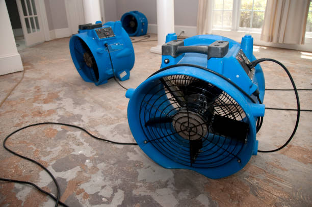 Best Water damage contractors near me  in Jamul, CA